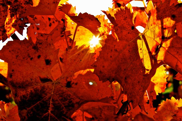 Crimson Sagarantino Leaves 