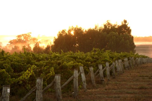 Alkoomi Vineyard Sunset