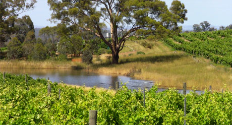 Ben Haines Vineyard 2