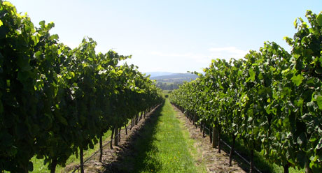 Ben Haines Vineyard