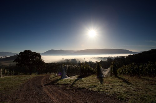 Giant Steps Vineyards