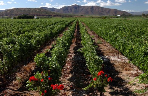 Excelsior Vineyard12