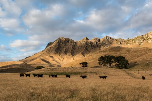 CattleUnderSunriseLG