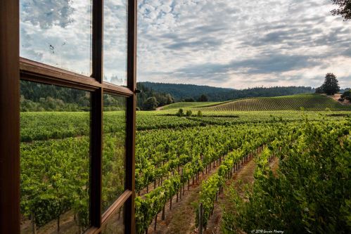 GoldeneyeVineyardView