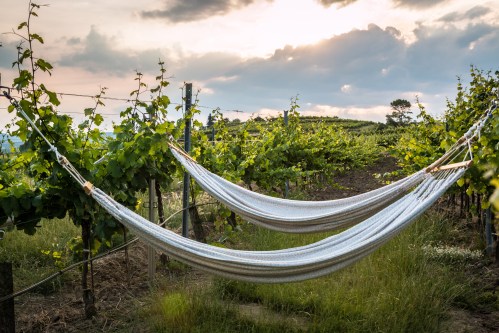 HammocksintheVineyard