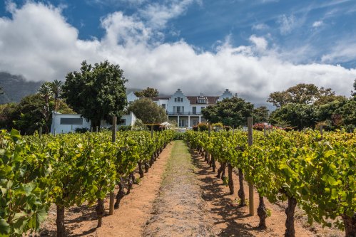 CellarsHoenhortVineyardView