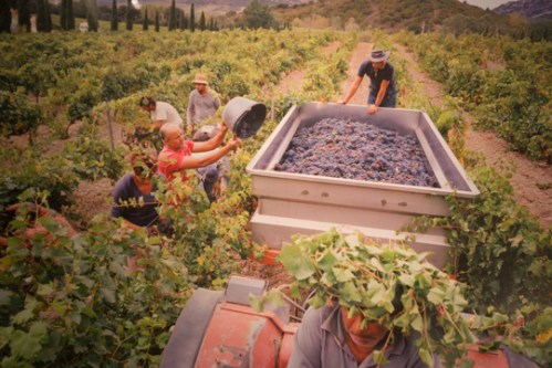 CorsicanWineTasting18