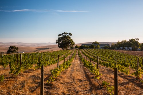 Mullineux Vineyards in Swartland