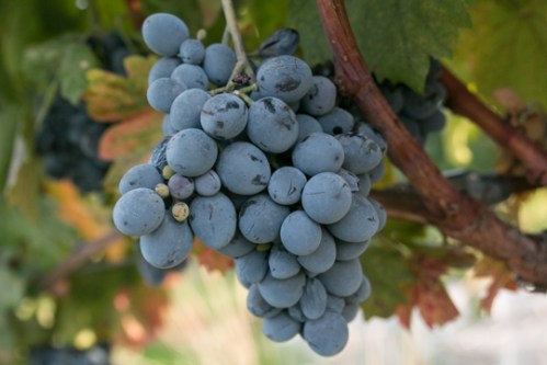 Turkish Grapes