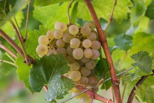 PereraGrapes