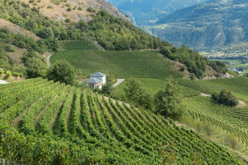 ValaisRouvinezVineyard