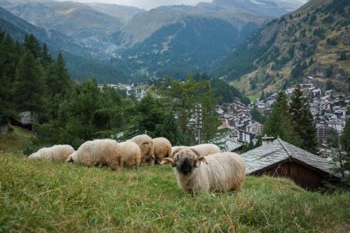 ZermattGrazingSheep