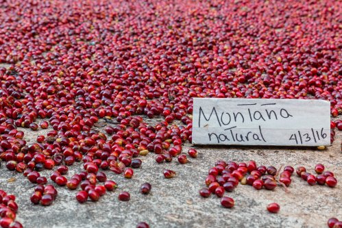 HaciendaLENaturalCoffeeDrying