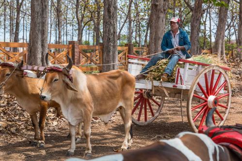 Ox and Cart at Ron Abuelo