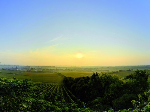 VonWinning Vineyards in Pfalz.