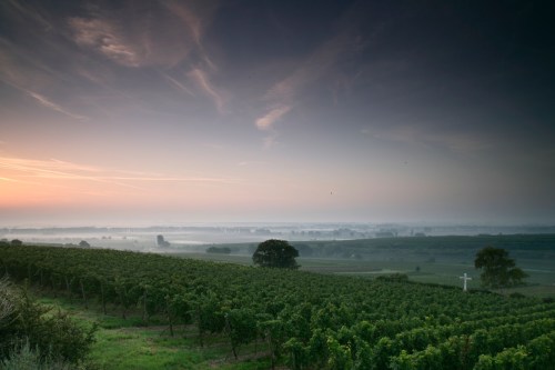 Vineyards in Rheinhessen. 
